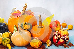 Autumn still life with edible and ornamental pumpkins and gourds, grapes, apple and pomegranate