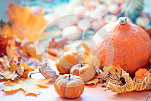 Autumn still life . Fallen maple leaves and orange pumpkins. Autumn harvest