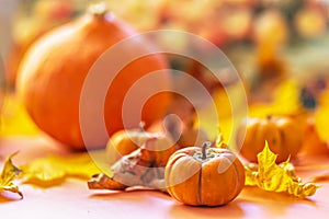 Autumn still life . Fallen maple leaves and orange pumpkins. Autumn harvest