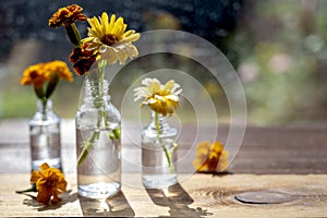 Autumn still life with flowers and orange leaves. Orange flwoers in glass vases. Abstract Autumn scene concept.