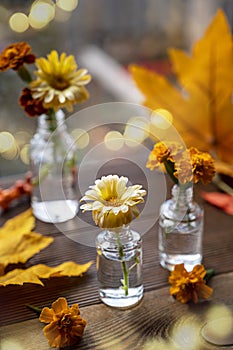Autumn still life with flowers and orange leaves. Orange flwoers in glass vases. Abstract Autumn scene concept.