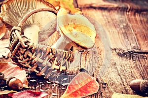 Autumn still life with forest mushrooms (russula)