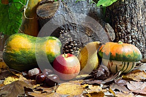 Autumn Still Life with Gourds, Apple, Pear, Chestnuts, Pinecone and Leaves