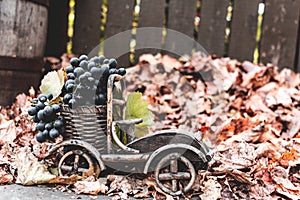 Autumn still life grapes in a wooden car on a background of autumn leaves