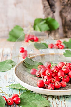 Autumn still life. Harvest of hawthorn berries with leaves