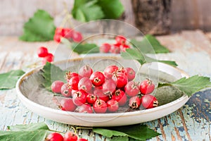 Autumn still life. Harvest of hawthorn berries with leaves on a plate