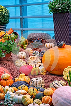 Autumn still life holiday of harvest of pumpkins and squash. Yellow white green striped pumpkin in the autumn installation on the