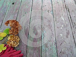 Autumn still life with hydrangea hortensia and red gloves on vintage wooden texture.