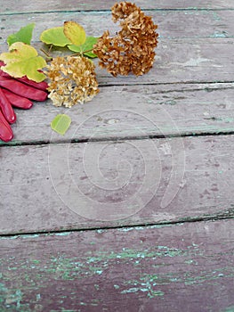 Autumn still life with hydrangea hortensia and red gloves on vintage wooden texture.