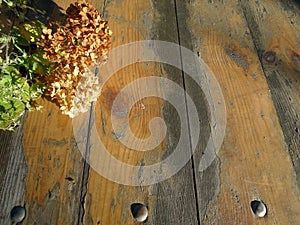 Autumn still life with hydrangea hortensia on vintage wooden texture.