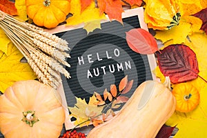 Autumn still life image with rye, pumpkins, colorful foliage and letter board with words Hello Autumn