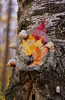 Autumn still life, leaves of trees on a background of birch