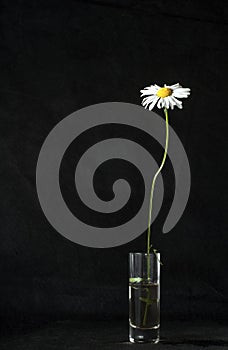 Autumn still life. Lonely camomile in a glass of water