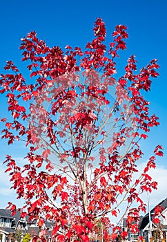 Autumn still life of maple leaves. Warm colors of Autumn. Red Autumn Maple Leaf tree isolated on blue sky