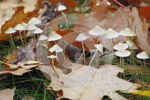 Autumn still life with mushrooms