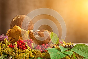 Autumn still life of mushrooms