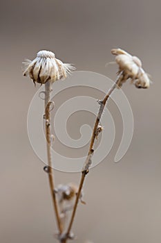 Autumn still life of nature and dry flowers