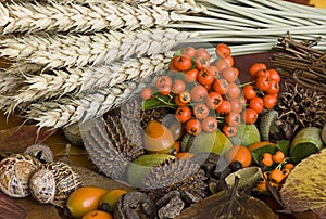 Autumn Still Life With Nature Material