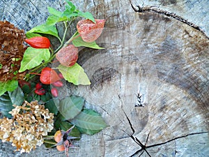 Autumn still life with physalis, hydrangea hortensia, dog-rose.