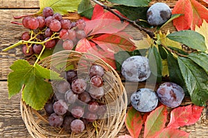 Autumn still life with plums on branch, grapes in wicker basket, green, yellow and red leaves