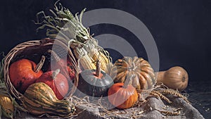 Autumn still life with pumpkin fruits of different colors and sizes and corn