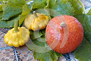 Autumn still life of pumpkin and pattypan squash on green leaf background.