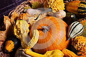 Autumn still-life with pumpkins