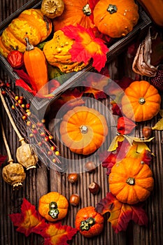 Autumn still life with pumpkins