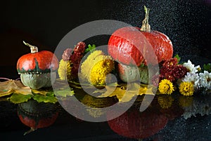 Autumn still life with pumpkins, chrysanthemums and yellow maple leaves on a dark background with mirror reflection and water drop