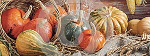 Autumn still life with pumpkins and corn in a rural house on the background of old wooden doors, banner.