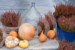 Autumn still life. Pumpkins, heather and a large bottle for homemade wine.