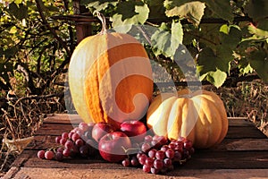 Autumn still life with pumpkins, red apples and purple grapes on grapes leaves background in the garden