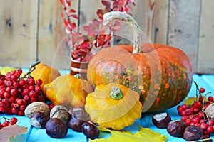 Autumn still life - pumpkins, squash, chestnuts, walnuts, ash on