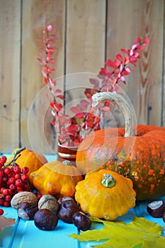 Autumn still life - pumpkins, squash, chestnuts, walnuts, ash on