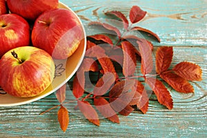 Autumn still life with red and yellow apples on a ceramic plate and dry eaves of rowan on the turquoise wooden background.