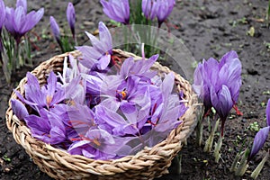 Autumn still life scene. Crocus sativus, commonly known as saffron crocus, is in sunlight in a wicker basket. Long