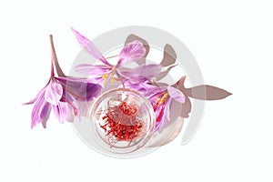 Autumn still life scene.Crocus sativus, commonly known as saffron crocus on a white background in sunlight, The crimson stigmas in