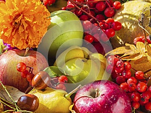 Autumn still life with seasonal fruits, flowers and berries. Apples, pears, quince, rowan, ziziphus, autumn leaves and flowers