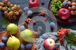 Autumn still life for thanksgiving with autumn fruits and berries on wooden background - grapes, apples, plums, viburnum, dogwood.