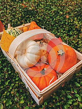 Autumn still life on the theme of the harvest of small different pumpkins.