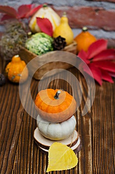 Autumn still life on the theme of the harvest of small different pumpkins.