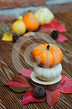 Autumn still life on the theme of the harvest of small different pumpkins.