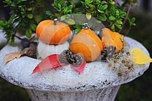 Autumn still life on the theme of the harvest of small different pumpkins.