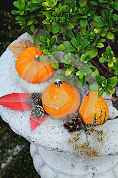 Autumn still life on the theme of the harvest of small different pumpkins.