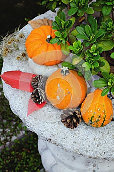 Autumn still life on the theme of the harvest of small different pumpkins.