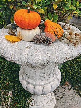 Autumn still life on the theme of the harvest of small different pumpkins.