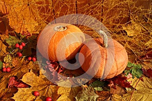 Autumn still life: two pumpkins against a background of dry maple leaves