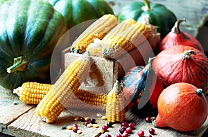 Autumn still life from variety of pumpkins, corn, grain and cranberry berries