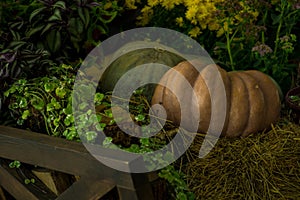 Autumn still life with vegetables on a cart