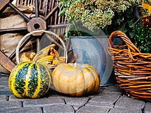 Autumn still life with vegetables and flowers. Harvesting pumpkin and corn. Metal watering can and bucket